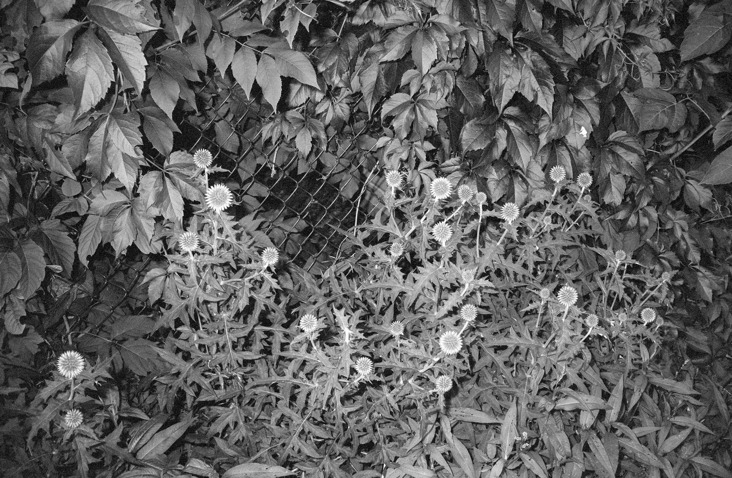 Appareil photo Minolta Hi-Matic AF2-M 35 mm (série 1310759)