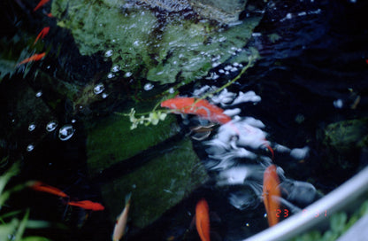 Minolta Maxxum 7000 SLR à film 35 mm avec objectif 50 mm f1.7 + flash 4000AF + Données de programme Back 70 (série 18038659)