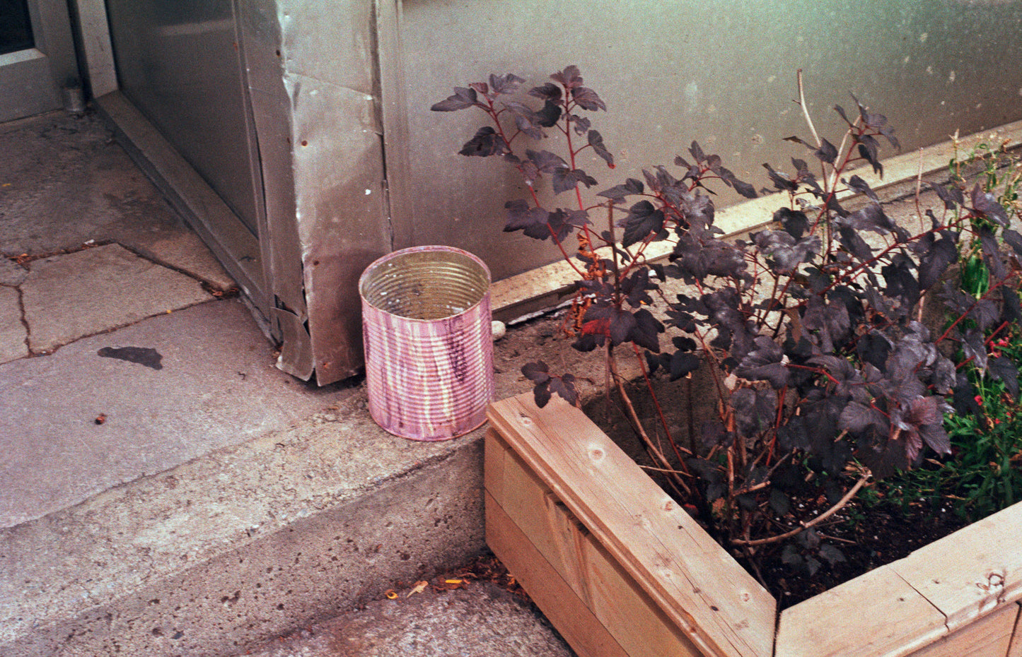 Appareil photo reflex 35mm Nikon FE avec objectif 50mm f1.8 (numéro de série 3649733) | film🎞testé