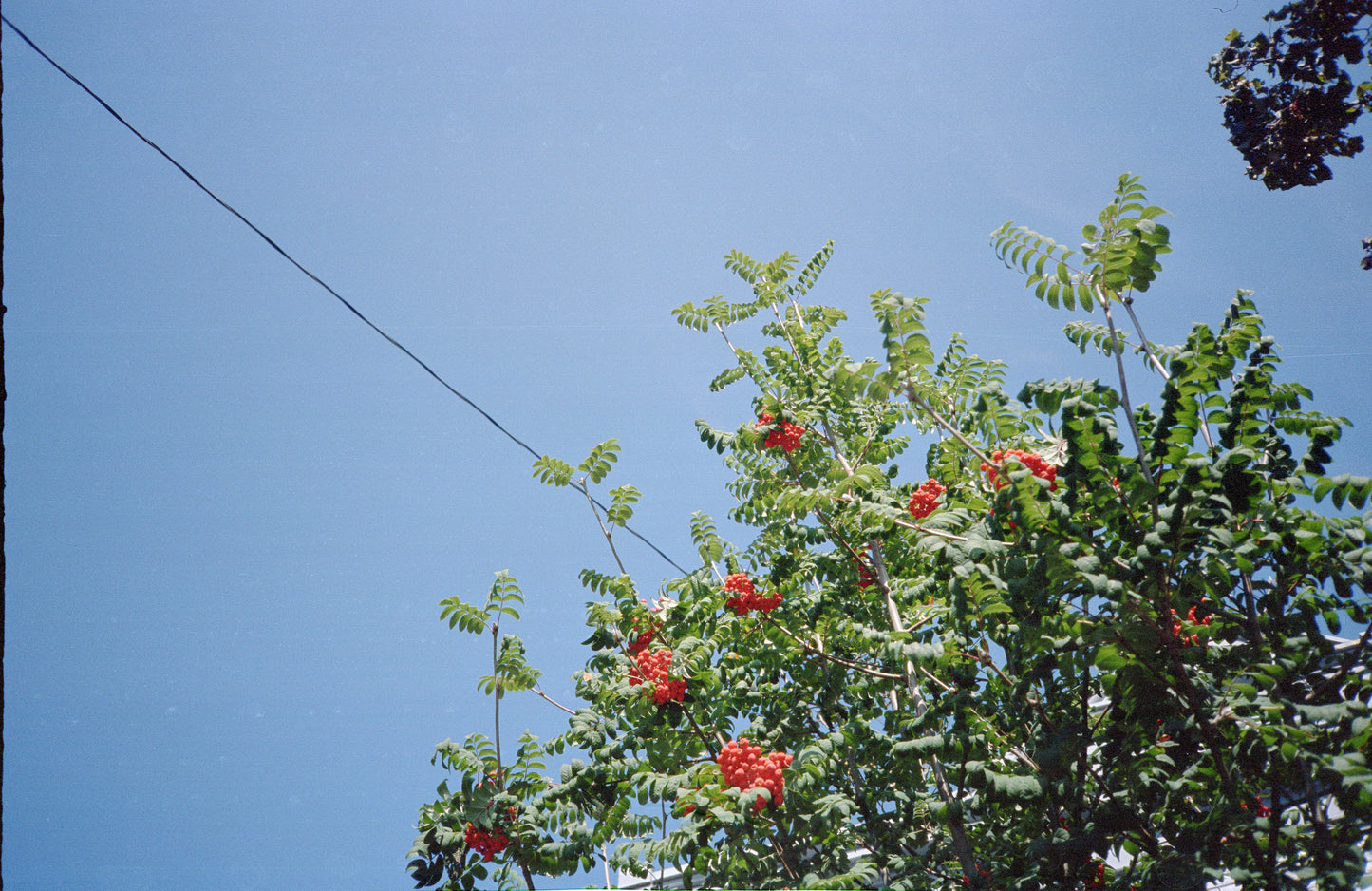 Appareil photo compact 35 mm Ricoh FF-9D avec étui (série 38192708)
